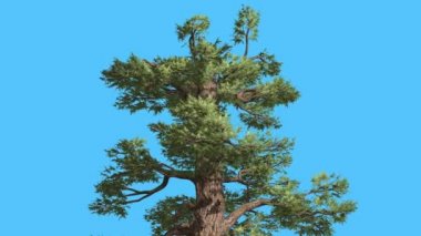 Western ardıç Top, güneşli gün iğne yapraklı yaprak dökmeyen ağaç Swaying Rüzgar yeşil Needle-Like Scale-Like yaprakları Juniperus, rüzgarlı gün olduğunu.