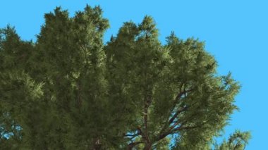 Western ardıç Top, yemyeşil Crown iğne yapraklı Evergreen Swaying Rüzgar yeşil Needle-Like Scale-Like yaprakları Juniperus ağaç, rüzgarlı gün ağacıdır