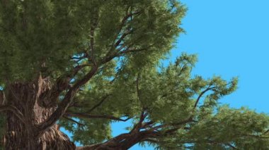 Western ardıç görünümü altında dalları iğne yapraklı Evergreen ağaç Swaying Rüzgar yeşil Needle-Like Scale-Like ağacının yaprakları rüzgarlı gün olduğunu
