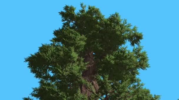 Westlicher Wacholdergipfel des immergrünen Nadelbaums wiegt sich an windigen Tagen am windgrünen nadelförmigen, schuppenartigen Blättern des Wacholderbaums Wacholder occidentalis — Stockvideo