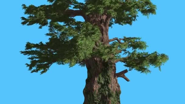 Western enbär med dess fladdrande lämnar vintergröna barrträd är gungande vid stark vind grön Needle-Like Scale-Like lämnar blåsig dag — Stockvideo
