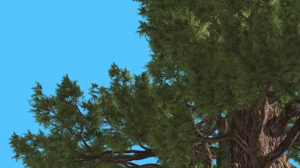 Genévrier de l'Ouest tronc épais derrière les branches Conifères Arbre à feuilles persistantes se balançant au vent Vert comme une aiguille Feuilles Arbre dans la journée venteuse 