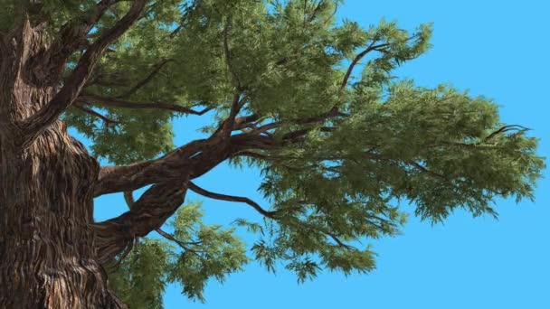 Genévrier de l'Ouest au tronc ensoleillé Fermer Branches Conifères L'arbre à feuilles persistantes oscille au vent Arbre à feuilles ressemblant à des aiguilles au vent 