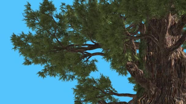 Westlicher Wacholder alter dicker Stamm Nadelbaum immergrüner Baum schwankt am windgrünen nadelartigen schuppenartigen Blättern Juniperus occidentalis Baum windiger Tag — Stockvideo