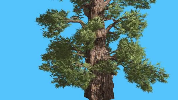 Western Juniper Fluttering Leaves at Sunny Day Coniferous Evergreen Tree is Swaying at the Wind Green Needle-Like Scale-Like Leaves Tree in Windy Day — Stock Video