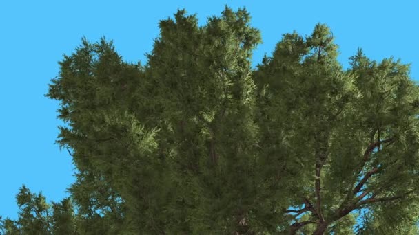 Western Juniper Top van Branchy kroon naaldhout groenblijvende boom is Swaying op de Wind groen Needle-Like Scale-Like laat Juniperus boom in winderige dag — Stockvideo