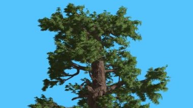 Western ardıç Top, çırpınan yaprakları iğne yapraklı yaprak dökmeyen ağaç Swaying güçlü Rüzgar yeşil Needle-Like Scale-Like yaprakları rüzgarlı gün olduğunu