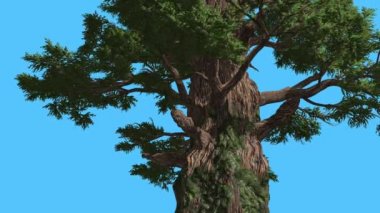 Western ardıç alt bölümü, gövde Swaynig dalları iğne yapraklı yaprak dökmeyen ağaç Swaying güçlü Rüzgar yeşil Needle-Like Scale-Like yaprakları rüzgarlı gün olduğunu.