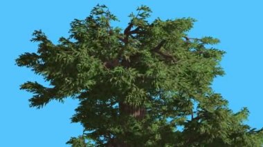 Western ardıç Top, Crown çırpınan yaprakları iğne yapraklı Evergreen Swaying güçlü Rüzgar yeşil Needle-Like Scale-Like yaprakları rüzgarlı gün ağacıdır