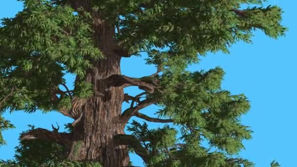 Western Juniper verlaat zijn wapperen Breeze naaldhout groenblijvende boom is Swaying bij sterke Wind groen Needle-Like Scale-Like laat winderige dag zomer — Stockvideo