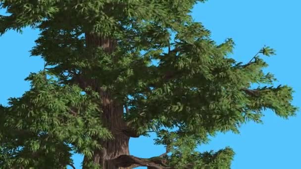 Genévrier de l'Ouest Balancement du tronc Feuilles flottantes Conifères Arbre à feuilles persistantes Balançant à vent fort Vert comme une aiguille Feuilles comme une échelle Jour venteux 