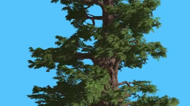 Ginepro occidentale con le sue foglie svolazzanti albero sempreverde conifere è ondeggiante a forte vento verde ago-come foglie in scala-come giorno ventoso estate — Video Stock