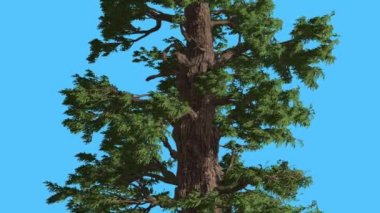 Western ardıç gövde ve dallar iğne yapraklı yaprak dökmeyen ağaç olduğunu Swaying güçlü Rüzgar yeşil Needle-Like Scale-Like yaprakları rüzgarlı gün yaz güneşli gün