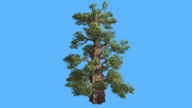 Western Juniper Cone-Shaped gövde iğne yapraklı yaprak dökmeyen ağaç Swaying Rüzgar yeşil Needle-Like ve Scale-Like ağaç yaprakları, rüzgarlı gün olduğunu.