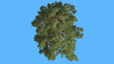 Western ardıç yeşil taç üst aşağı iğne yapraklı Evergreen Swaying Rüzgar yeşil Needle-Like ve Scale-Like ağaç yaprakları, rüzgarlı gün ağacıdır