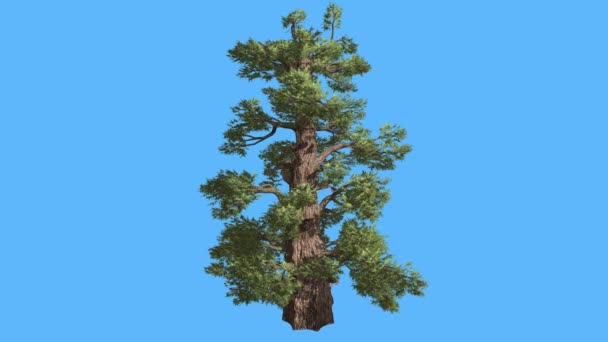 Западное конусообразное конусообразное хвойное вечнозеленое дерево колеблется на ветряной зеленой игле, как и чешуйчатые листья дерева в ветреный день — стоковое видео