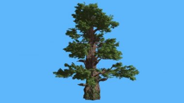 Western ardıç uzun ağaç güneş ışınları gölgeler iğne yapraklı yaprak dökmeyen ağaç Swaying Rüzgar yeşil Needle-Like ve Scale-Like ağaç yaprakları, rüzgarlı gün olduğunu.