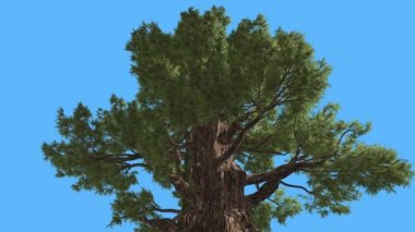 Western ardıç Top, dallı ağaç iğne yapraklı yaprak dökmeyen ağaç Swaying Rüzgar yeşil Needle-Like ve Scale-Like ağaç yaprakları rüzgarlı gün olduğunu.