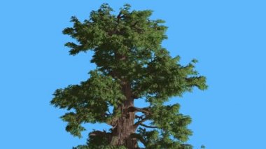 Western ardıç Top, güneşli gün iğne yapraklı Evergreen ağacında Swaying Rüzgar yeşil Needle-Like ve Scale-Like ağaç yaprakları, rüzgarlı gün ağacıdır