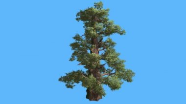 Western Juniper Remote Cone-Shaped gövde iğne yapraklı yaprak dökmeyen ağaç Swaying Rüzgar yeşil Needle-Like ve Scale-Like ağaç yaprakları, rüzgarlı gün olduğunu.