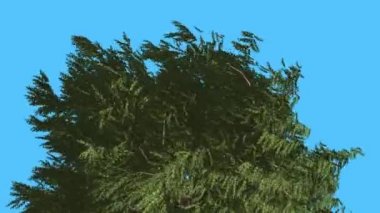 Batı kırmızı sedir çırpınan bırakır Top, Crown iğne yapraklı yaprak dökmeyen ağacı Swaying Rüzgar yeşil Scale-Like ağacının yaprakları rüzgarlı gün yakındır