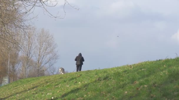 Man is wandelen met een hond op een heuvel Guy in zwarte jas met kap Walking Away door een groene weide met witte hond van Medium grootte milde zonnige winterdag — Stockvideo