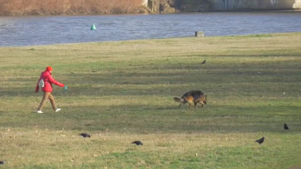 Mujer en chaqueta roja está caminando con un perro Sheperd por un prado verde en el río perro de la orilla está tirando del propietario oliendo una hierba Blackbirds día soleado — Vídeo de stock