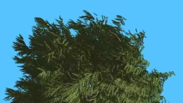 웨스턴 레드 시더 나 부 끼고 나뭇잎 상단의 크라운 가까이 침 엽 수 상록 나무는 바람이 부는 날에 바람 녹색 Scale-Like 나뭇잎 나무에서 Swaying — 비디오