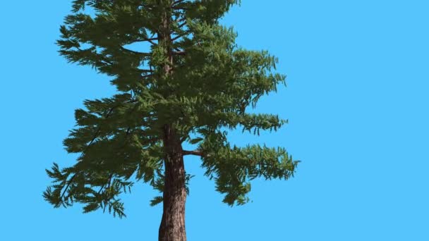 Western Red Cedar dunne Trunk verlicht met zon naaldhout groenblijvende boom is Swaying op de Wind Green Scale-Like laat boom in winderige dag — Stockvideo