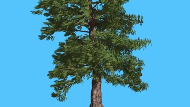 Tronco de cedro rojo occidental y ramas inferiores Árbol perenne de coníferas se balancea en el viento Árbol verde de hojas escamosas en el día ventoso — Vídeos de Stock