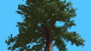 Batı kırmızı sedir dalları iğne iğne yapraklı yaprak dökmeyen ağacı çırpınan Swaying Rüzgar yeşil Scale-Like ağacının yaprakları rüzgarlı gün çalışmıyor