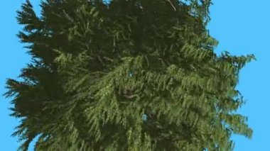Batı kırmızı sedir Crown ile çırpınan yaprakları iğne yapraklı yaprak dökmeyen ağaç Swaying Rüzgar yeşil Scale-Like ağacının yaprakları rüzgarlı gün olduğunu.