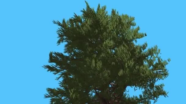 Западный красный кедр Вершина дерева трепещет листья хвойное вечнозеленое дерево качается на сильном ветре зеленых чешуйчатых листьев дерева в ветреный день — стоковое видео