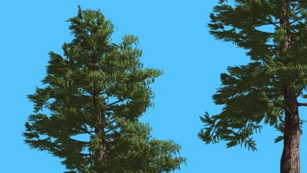 У червоний кедр двох дерев хвойних вічнозелене дерево є Swaying на вітер зелений Scale-Like залишає гігантський Кедр Дерево в вітряний день — стокове відео