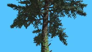 White Fir Thin Trunk Branches Down up Coniferous Evergreen Tree is Swaying at the Wind Fluttering Green Needle-Like Leaves Abies Concolor in Windy Day