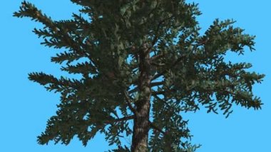 White Fir ince gövde ve dallar aşağı iğne yapraklı yaprak dökmeyen ağacı olduğunu Swaying Rüzgar yeşil Needle-Like yaprakları Abies Concolor ağaç, rüzgarlı gün