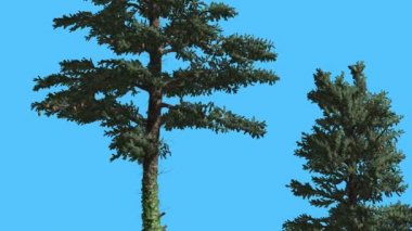 White Fir Two Trees Firs With Fluttering Leaves Coniferous Evergreen Tree is Swaying at the Wind Green Needle-Like Leaves Abies Concolor in Windy Day