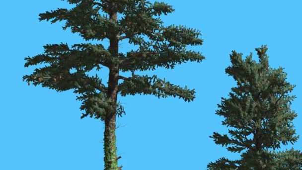 Sapin blanc deux arbres sapins avec des feuilles flottantes conifères arbre sempervirent se balançant au vent vert aiguilles comme des feuilles Abies concolor en journée venteuse — Video