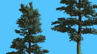 Beyaz köknar iki ağaçlar ile ince gövdeleri iğne yapraklı Evergreen Swaying Rüzgar yeşil Needle-Like yaprakları Abies Concolor ağaç, rüzgarlı gün ağacıdır