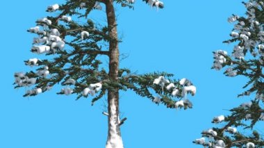 White Fir iki ince Firs güneşli kış gün iğne yapraklı Evergreen ağacında Swaying Rüzgar yeşil Needle-Like yaprakları Abies Concolor ağaç, rüzgarlı gün olduğunu.