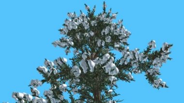 Beyaz köknar Top, ağaç kaplı ile kar iğne yapraklı Evergreen Swaying Rüzgar yeşil Needle-Like yaprakları Abies Concolor ağaç, rüzgarlı gün ağacıdır