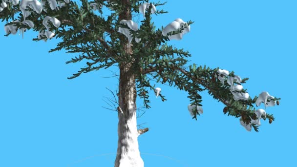 Raggi di sole in abete bianco su tronco sottile L'albero sempreverde delle conifere di neve ondeggia al vento Foglie aghiformi verdi Abies Concolor Tree nel giorno ventoso — Video Stock