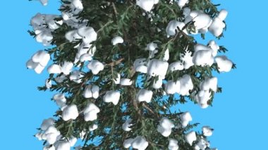 White Fir gövde ve dallar üst aşağı kar iğne yapraklı yaprak dökmeyen ağaç olduğunu Swaying Rüzgar yeşil Needle-Like yaprakları Abies Concolor ağaç, rüzgarlı gün
