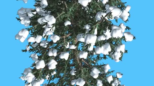 Tronco de abeto blanco y ramas Arriba hacia abajo Árbol perenne de coníferas de nieve se balancea en el viento Hojas verdes como agujas Abies Concolor Árbol en el día ventoso — Vídeo de stock