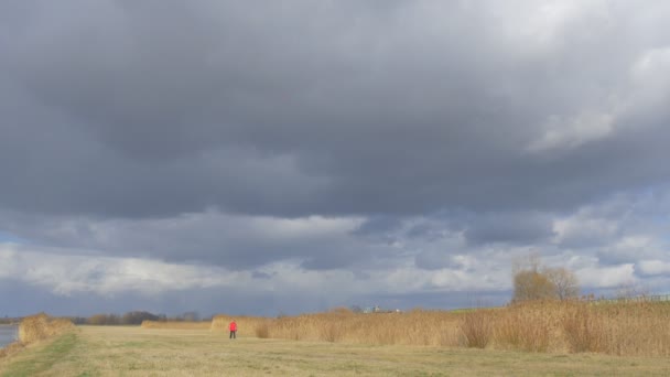 Backpacker in rode jas lopen door droge veld verlicht door de zon onweerslucht zijn op het gebied droog gras Wheet stengels Fall herfst Man in rode sportieve jas — Stockvideo