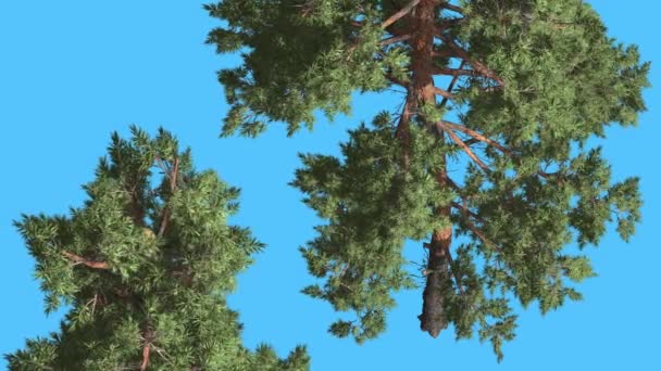 Écossais Pin Deux arbres Pins Conifères Arbres à feuilles persistantes Se balancent au vent Vert Glauque Bleu-vert Feuilles semblables à des aiguilles Arbre à tronc mince par temps venteux 