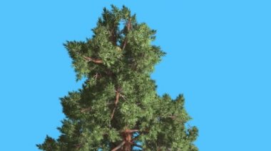 İskoç Pine Top, iğne yapraklı yaprak dökmeyen ağaç Pinus Sylvestris Swaying Rüzgar kutup mavi-yeşil Needle-Like yaprakları ağacında rüzgarlı gün animasyon at olduğunu