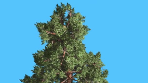 Шотландская сосновая верхушка хвойных вечнозеленых деревьев Tree Pinus Sygestris витает на ветру, сине-зеленые игольчатые листья Tree в ветреный день — стоковое видео