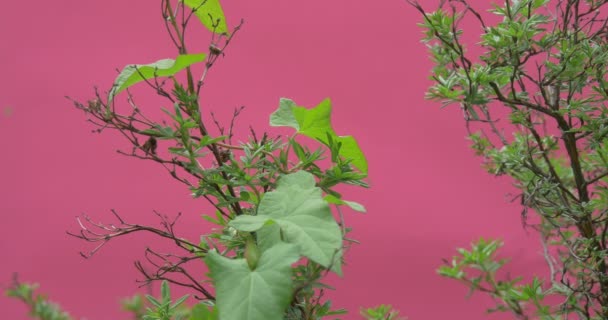 Planta rastrera de primer plano en Bush con hojas verdes, ramas de aleteo — Vídeo de stock