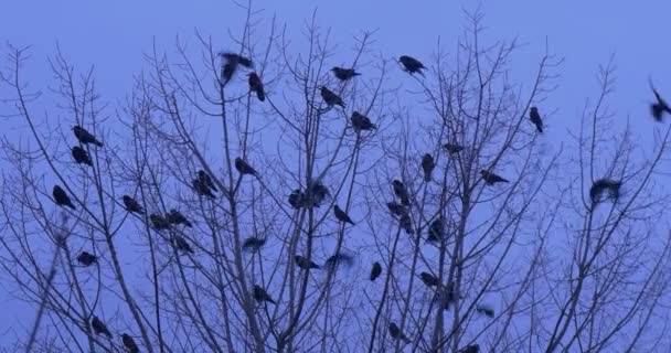 Plusieurs toits assis sur un arbre sans feuilles — Video